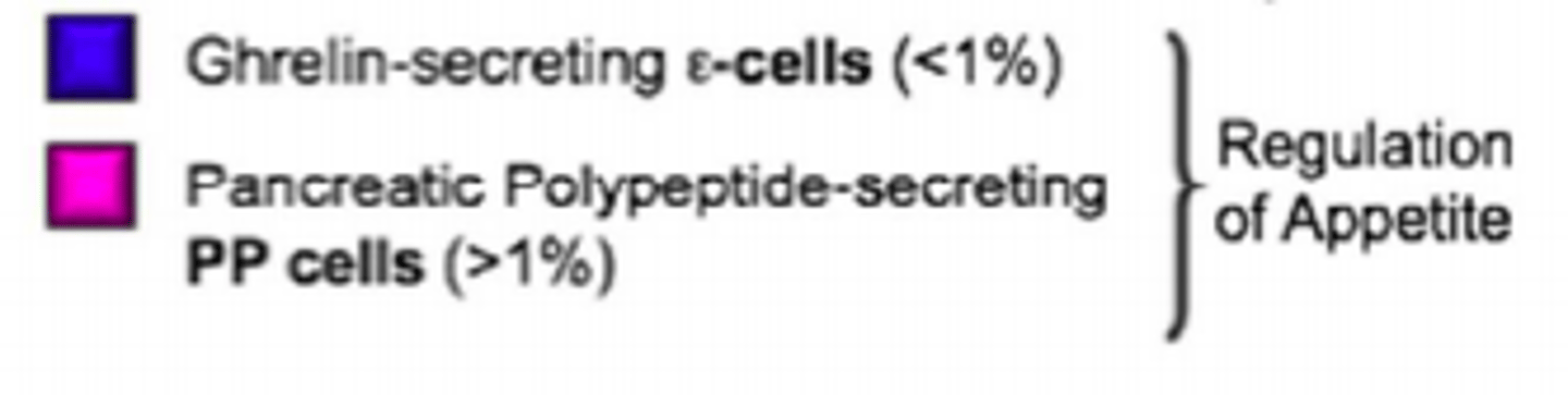 <p>- Ghrelin-secreting cells (&lt;1%)</p><p>- Pancreatic polypeptide-secreting PP cells (&gt;1%)</p>