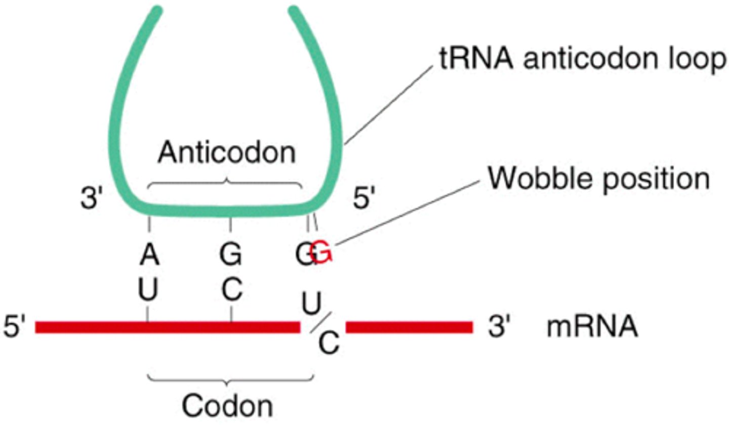 <p>- third base in the codon is variable (1st and 2nd = same)</p><p>-an evolutionary development designed to protect against mutations in the coding region of our DNA</p><p>- mutation in wobble position = silent or degenerate = no effect on express of AA or polypeptide sequence</p>
