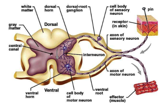 <p>efferent <strong>leaves</strong> cord via<strong> ventral root</strong> + terminates in effector organ → muscle contracts to withdraw from pain stimulus</p>