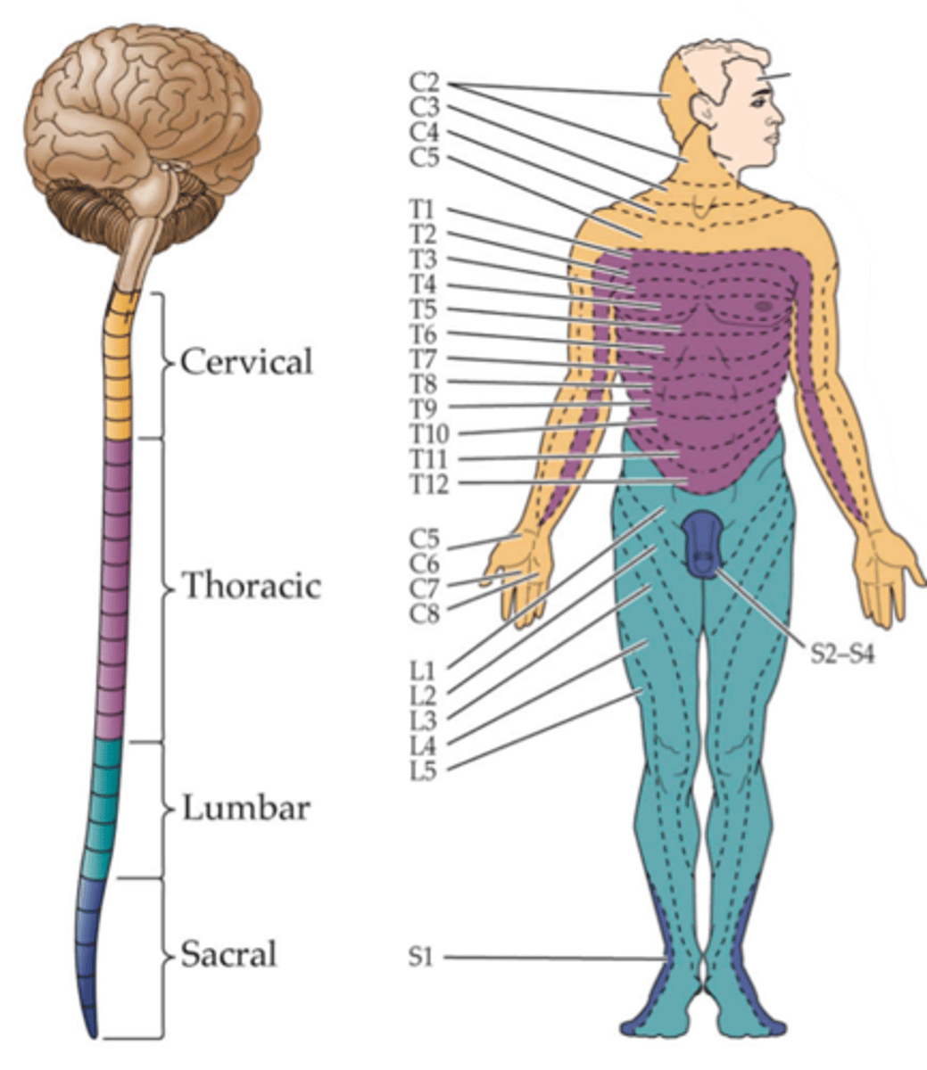 <p>Each sensory ganglion innervates a specific region of skin called a ...?</p>