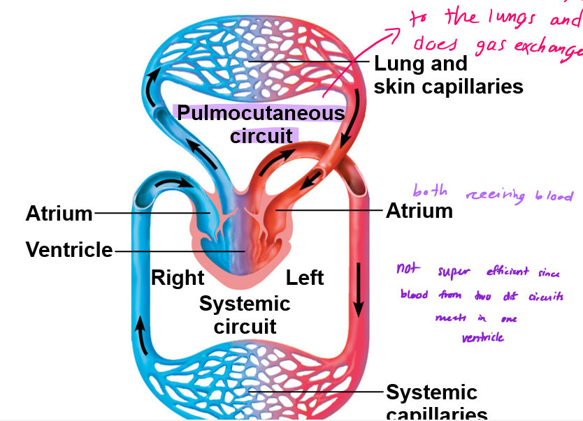 <p>2 circuits, a three chambered heart, pressure drops in gas exchange capillaries, these ones are on a different circuit then, includes the Pulmocutaneous circuit and the systemic circuit</p>