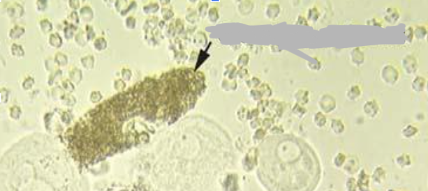 term image
