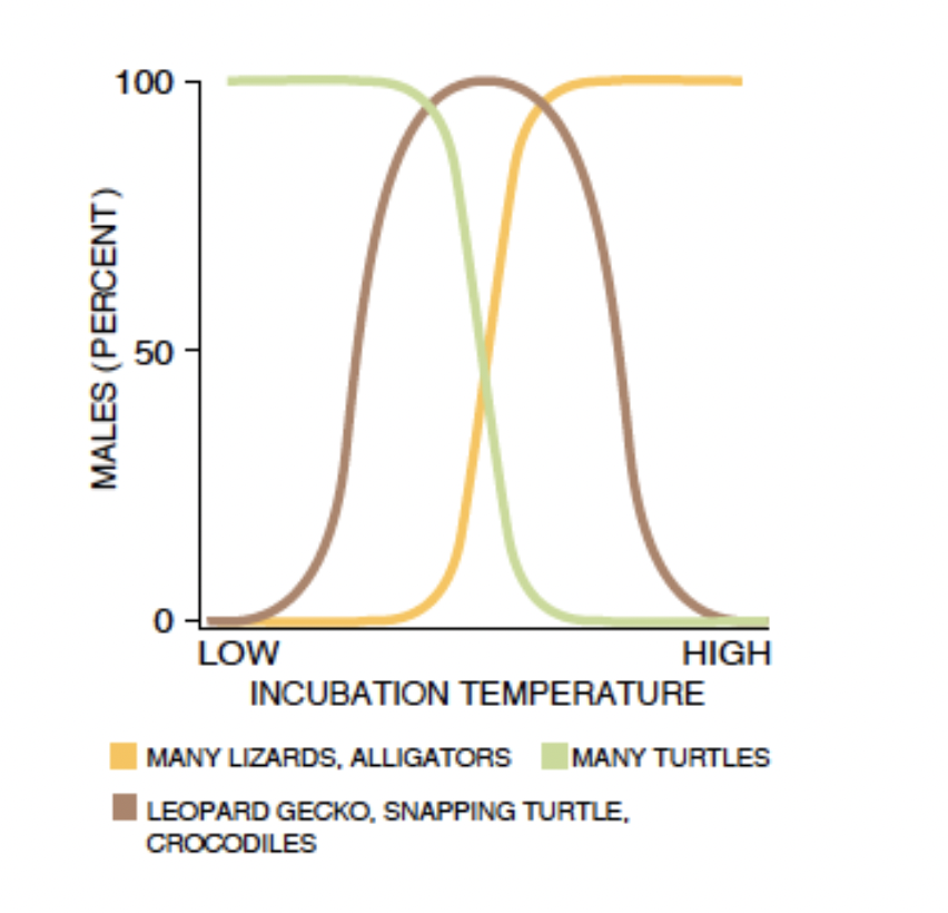 <p>low vs high temperatures can produce a male vs female</p>
