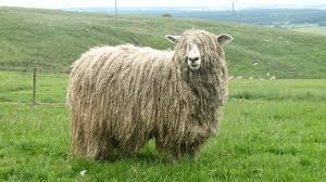 <p>long wool breed</p>