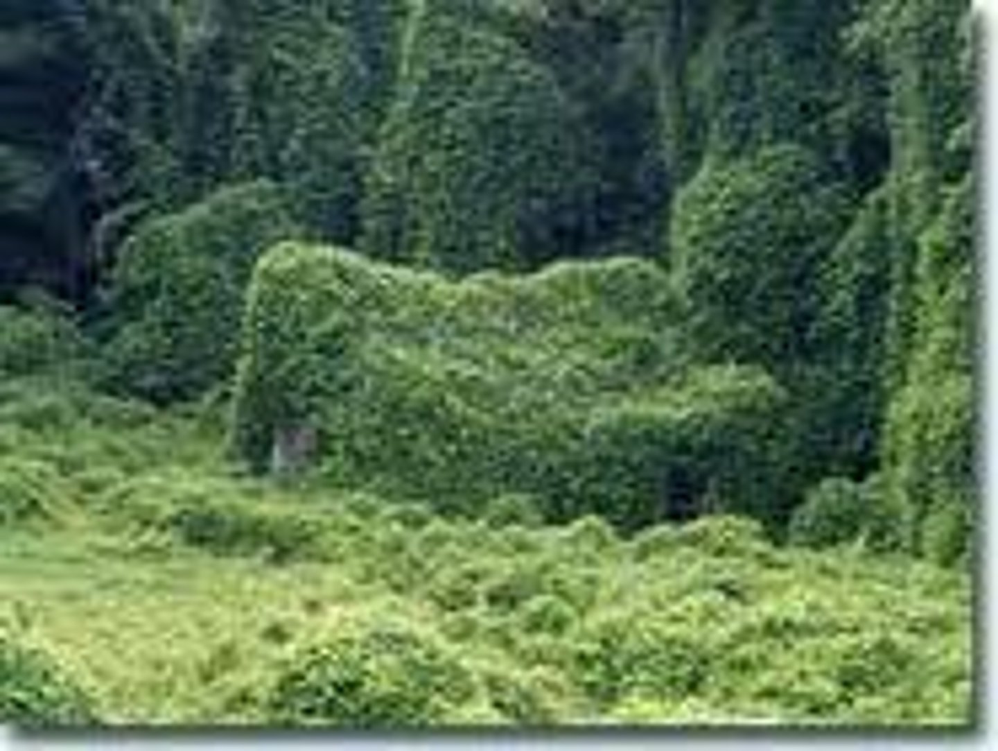 <p>A species living outside its historical range</p>