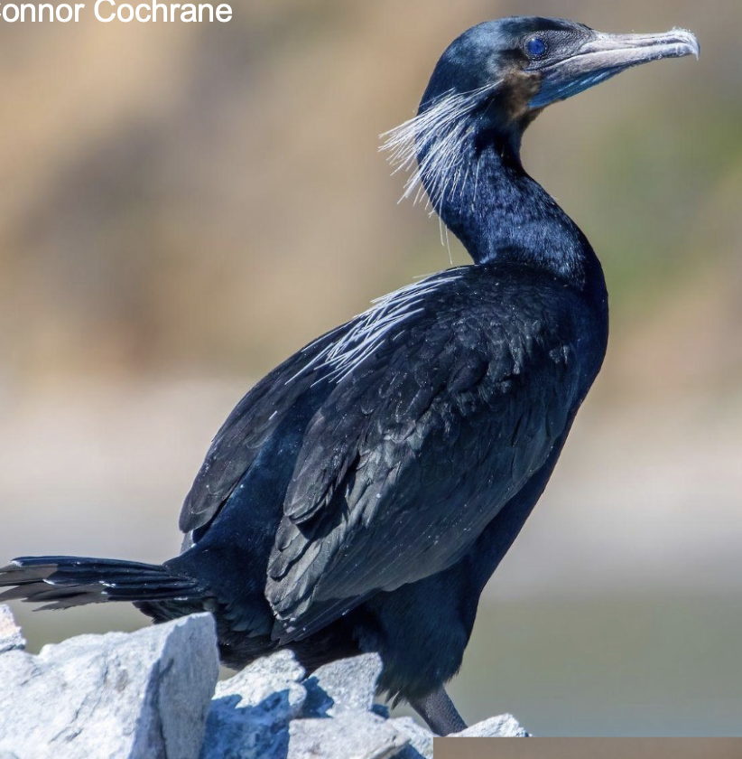 <p>Inshore ocean waters, costal bays, and estuaries </p>