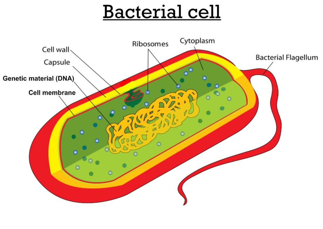 <p>A <strong>unicellular organism</strong> is a living thing that consists of a single cell that performs all the functions necessary for life, such as metabolism, growth, and reproduction.</p><p> Examples: </p><ul><li><p><strong>Bacteria</strong></p></li><li><p><strong>Amoeba</strong></p></li><li><p><strong>Paramecium</strong></p></li><li><p><strong>Euglena</strong></p></li></ul><p></p>