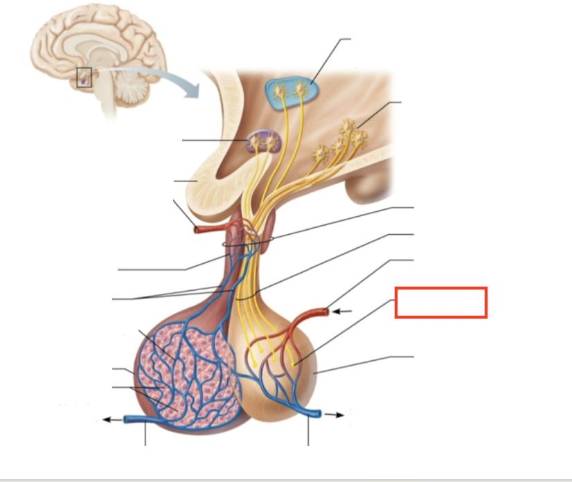 <p>What structure is highlighted?</p>