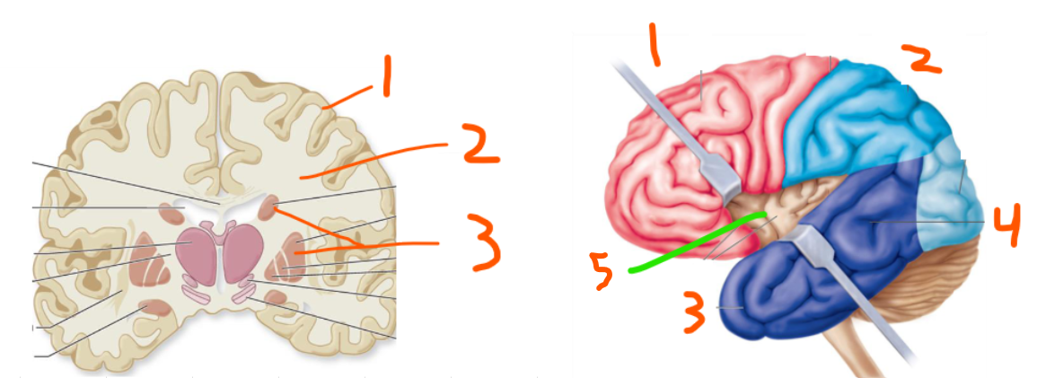 <p>Cerebral Hemisphere Basics:</p><p>3 Main Regions:</p><ol><li><p>___ ___ of superficial gray matter</p></li><li><p>___ ___</p></li><li><p>___ ___ which are islands of gray matter</p></li></ol><p>5 Main Lobes:</p><ol><li><p>___ </p></li><li><p>___ </p></li><li><p>___ </p></li><li><p>___ </p></li><li><p>___</p></li></ol><p></p>