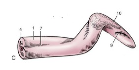 <p>note corkscrew shape</p>