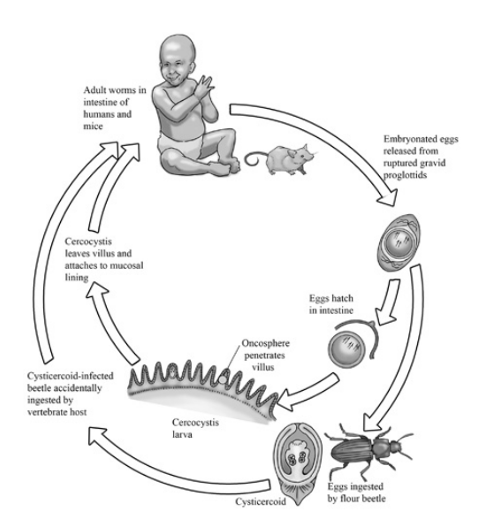 <p>life cycle of?</p>