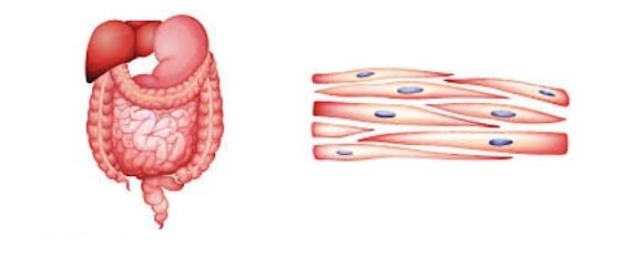 <p>Smooth Muscles?</p>
