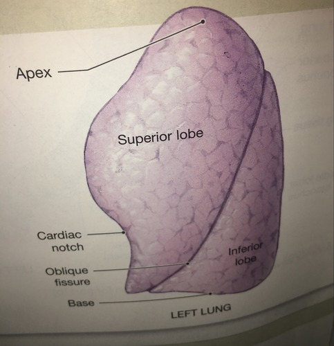 <p>superior and inferior</p>
