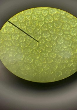 <p>Cells of tomato fruit</p>