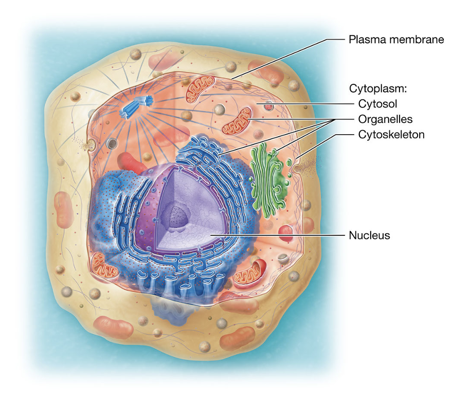 <p>Cytoskeleton</p>