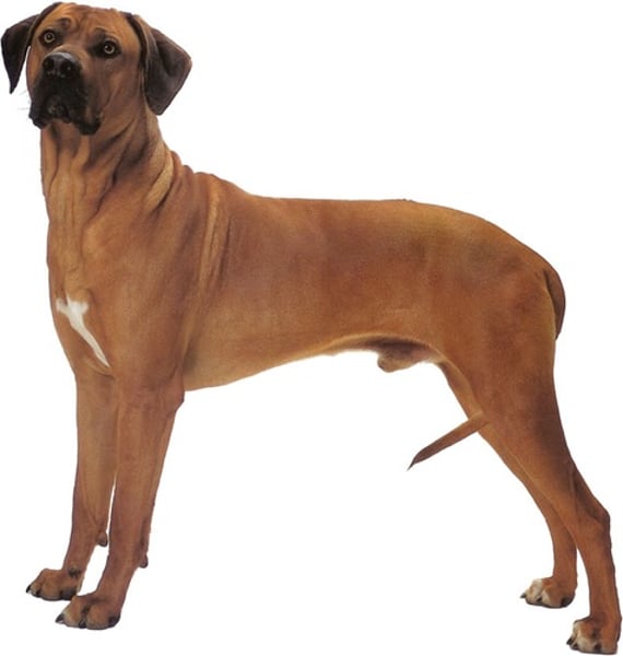 <p>- Hound group<br>- Large (65-75 lbs)<br>- Prominent feature is ridge down middle of back<br>- Chestnut with some black around muzzle</p>