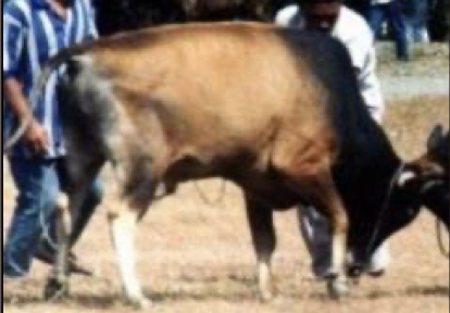 <ul><li><p>philippine cattle </p></li><li><p>short horn </p></li><li><p>usually black in color </p></li></ul><p></p><p></p>