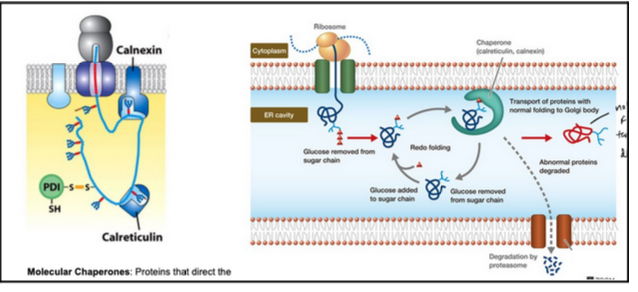 <ul><li><p><span style="background-color: transparent; font-family: "Times New Roman", serif;"><span>Molecular chaperones: proteins that direct the correct folding and assembly of polypeptides without being components of the final structure. Chaperones can maintain protein into an unfolded state.</span></span></p></li><li><p><span style="background-color: transparent; font-family: "Times New Roman", serif;"><span>They hold and fold glycoproteins by recognizing an “inspection tag” → a monoglucose at the end of a glycan</span></span></p></li><li><p><span style="background-color: transparent; font-family: "Times New Roman", serif;"><span>Removal of the terminal glucose by a 𝛽-glucosidase releases the protein from calnexin&nbsp;</span></span></p></li><li><p><span style="background-color: transparent; font-family: "Times New Roman", serif;"><span>If still incompletely folded, the glycosyl-transferse adds new glucose to the oligosaccharide</span></span></p></li><li><p><span style="background-color: transparent; font-family: "Times New Roman", serif;"><span>The new glucose increases protein affinity for calnexin&nbsp;</span></span></p></li><li><p><span style="background-color: transparent; font-family: "Times New Roman", serif;"><span>The cycle repeats until the protein has folded completely&nbsp;</span></span></p></li><li><p><span style="background-color: transparent; font-family: "Times New Roman", serif;"><span>Only when the glucose is removed, the protein leaves the ER</span></span></p></li><li><p><span style="background-color: transparent; font-family: "Times New Roman", serif;"><span>Clanexin and calreituclin belong to the family of lectins (sugar binding proteins)</span></span></p></li><li><p><span style="background-color: transparent; font-family: "Times New Roman", serif;"><span>Improperly folded proteins are exported from the ER and degraded in the cytosol</span></span></p><ul><li><p><span style="background-color: transparent; font-family: "Times New Roman", serif;"><span>More than 80% translocated proteins into the ER fail to achieve a properly folded state</span></span></p></li><li><p><span style="background-color: transparent; font-family: "Times New Roman", serif;"><span>Such proteins are exported back into the cytosol, where they are degraded</span></span></p></li></ul></li></ul><p></p>