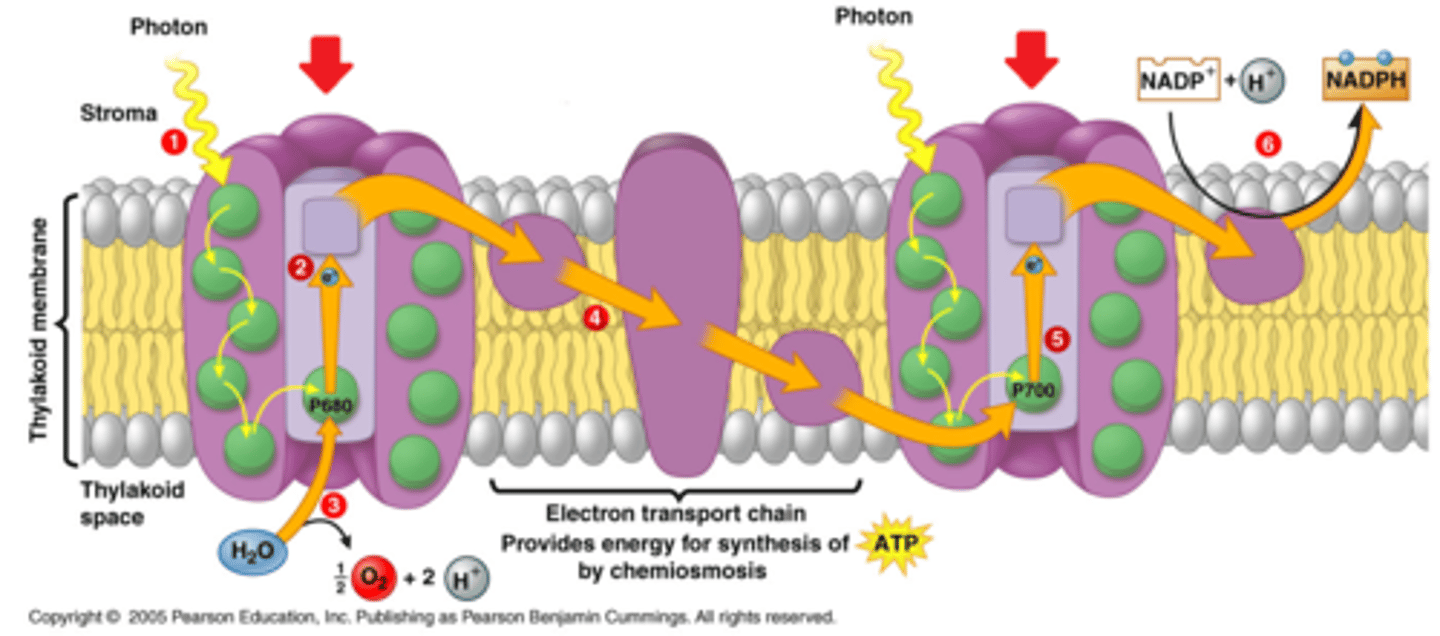 <p>light from photons being used and converted into chemical energy, what is the chemical energy: ATP, NADPH. photosystem II, photosystem I. light energy excites chlorophyll and electron transport produces ATP, noncyclic electron transport, ATP being produced. NADPH is the electron carrier. Go into calvin cycle</p>