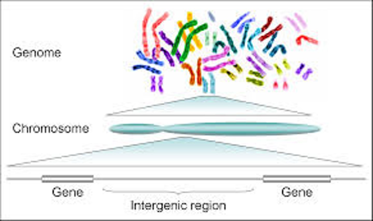 <p>the genome of the organism</p>