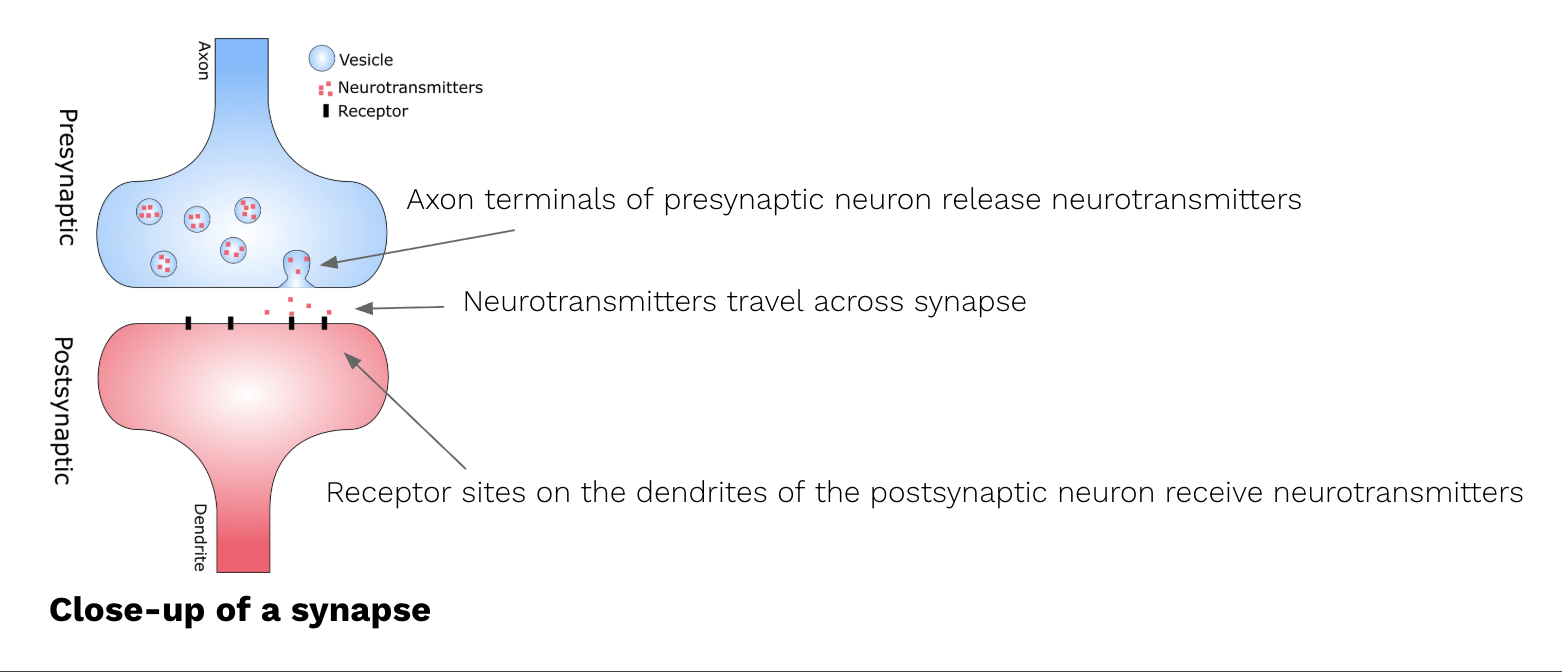 <p><span><span>Specialized protein molecules located on the dendrites of a </span></span><strong>postsynaptic neuron</strong><span><span> (the receiving neuron)</span></span></p>