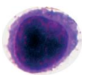 <ul><li><p>Aids in cellular immunity.</p></li></ul><p></p>