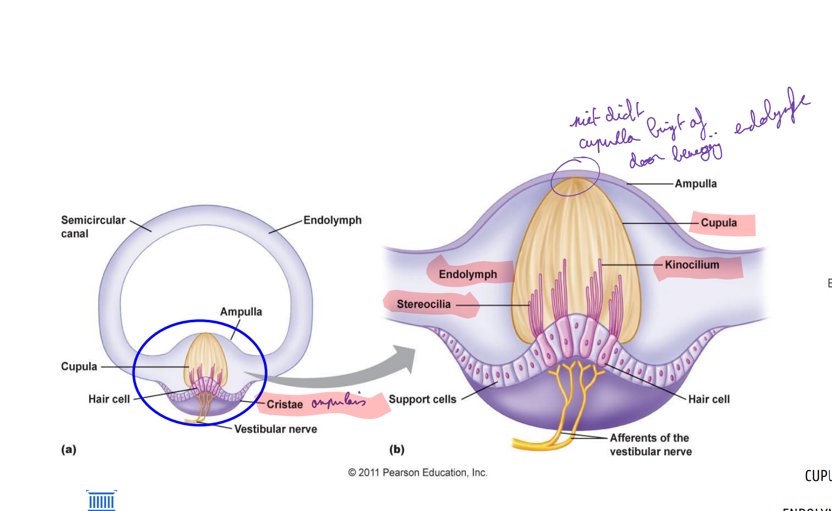 <ul><li><p>Ampulla</p></li><li><p>Crista ampullaris met sensorische haarcellen (type I &amp; II)</p></li><li><p>Stereociliaen één kinocilium</p></li><li><p>Ingebed in cupula(gelatineuze massa)</p></li></ul><p>Wanneer het hoofd een draaibeweging ondergaat, zal de cupula in de tegenovergestelde richting gaan afbuigen, wat resulteert in een afbuiging van de trilharen</p>