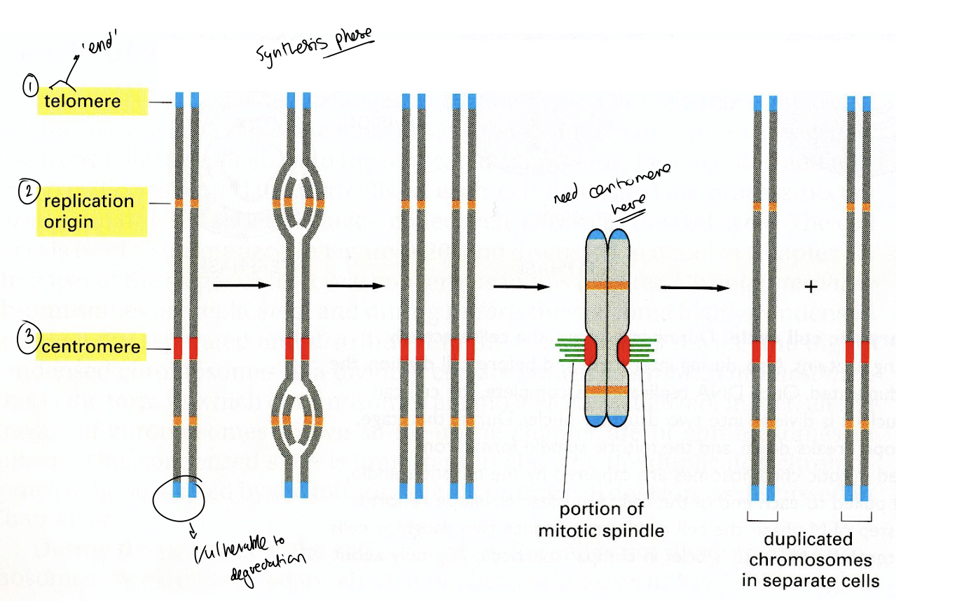 <ol><li><p>Relication origin</p></li><li><p>Centromere</p></li><li><p>Telomere</p></li></ol><p></p>