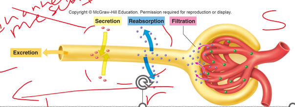 <p>•A substance may enter tubules through glomerular filtration or tubular <strong>__________c</strong>(capillary to lumen).</p><p>•A substance may leave the tubule through <strong>reabsorption</strong> (passing of substances from the lumen (tubules) to the capillary) or <strong>excretion</strong> (out of the body)</p><p>•Reabsorption and secretion require a substance to move across a layer of epithelial cells</p>