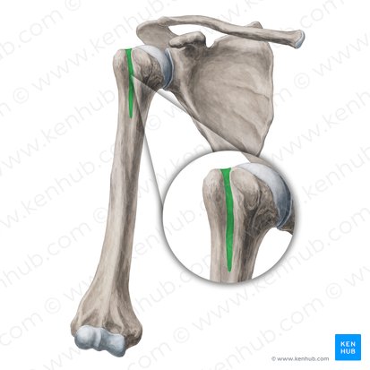 <ul><li><p>latissimus dorsi, pectoralis major, and teres major attach here</p></li></ul><p></p>