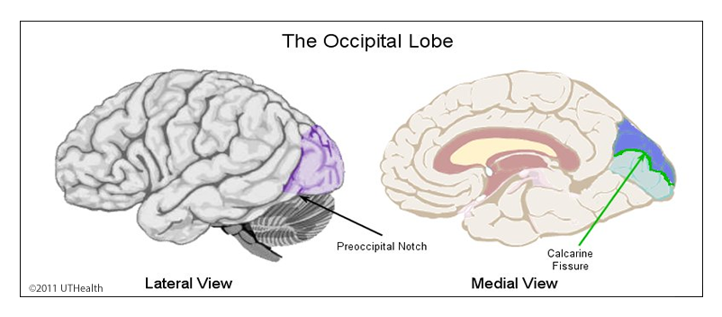 <p>divides the back of the occipital lobe/visual cortex into superior and inferior regions</p>