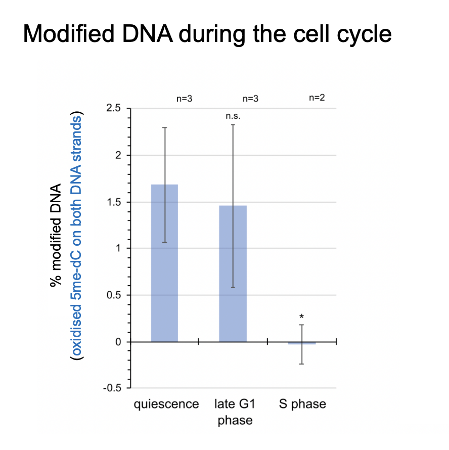 <ol><li><p>quiesnce→ after mitosis</p></li><li><p>late G1 phase→ % modified DNA still high</p></li><li><p>very low in S phase→ <strong>replicating</strong> at this point</p></li></ol><p></p>