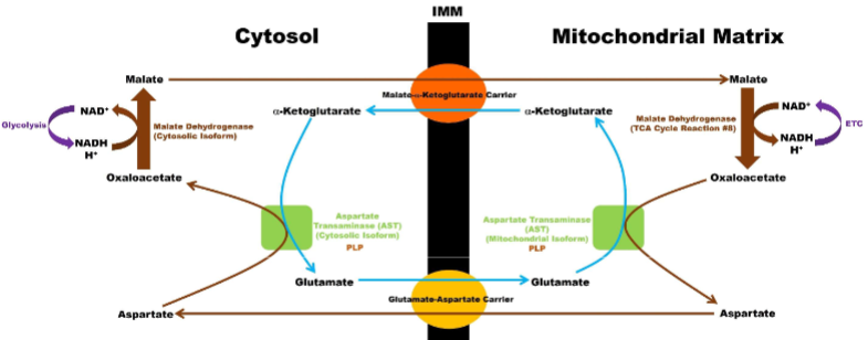 <p><span style="color: rgb(0, 0, 0);">I. This system occurs in the heart, liver, &amp; kidneys<br>II. Every cytosolic NADH entering by this shuttle system will generate ~ 2.5 ATP 8</span></p><p><u><br></u><strong>Step 1: Cytosol—Transfer Electrons to Malate</strong><br>NADH from glycolysis transfers its electrons to oxaloacetate, making malate. NAD⁺ is regenerated so glycolysis keeps going.</p><p class="my-2 [&amp;+p]:mt-4 [&amp;_strong:has(+br)]:inline-block [&amp;_strong:has(+br)]:pb-2"><strong>Step 2: Malate Enters Mitochondria</strong><br>Malate crosses into the mitochondria—carrying the electrons with it.</p><p class="my-2 [&amp;+p]:mt-4 [&amp;_strong:has(+br)]:inline-block [&amp;_strong:has(+br)]:pb-2"><strong>Step 3: Malate Delivers Electrons</strong><br>Inside, malate turns back into oxaloacetate and regenerates NADH (now in the mitochondria). This NADH sends its electrons to the electron transport chain.</p><p class="my-2 [&amp;+p]:mt-4 [&amp;_strong:has(+br)]:inline-block [&amp;_strong:has(+br)]:pb-2"><strong>Step 4: Aspartate Keeps Shuttle Cycling</strong><br>Oxaloacetate can’t leave, so it's converted into aspartate. Aspartate exits the mitochondria and is altered back to oxaloacetate in the cytosol, restarting the cycle.</p><p class="my-2 [&amp;+p]:mt-4 [&amp;_strong:has(+br)]:inline-block [&amp;_strong:has(+br)]:pb-2">know in cytocol trans e to go from malate, that malate goes into mito and delievers electros to etc asp comes out and thats what keep shuttle going (how e- in shuttle system)</p>
