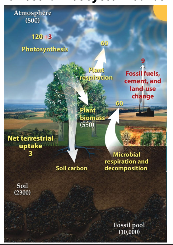 <p>A. Most of the carbon on Earth is stored in pools that are not actively participating in the global carbon cycle. (Ocean sediment, fossil fuels, rocks, soil)</p><p>D. Human activities can significantly modify the amounts of carbon residing in various carbon pools</p>