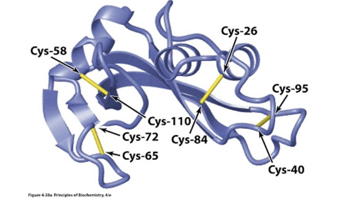 <ul><li><p><strong>Pancreatic ribonuclease A (RNAse A)</strong>.</p></li><li><p>Contains <strong>four disulphide bridges</strong>.</p></li><li><p>Secreted into the <strong>intestine</strong>.</p></li><li><p>Function: <strong>digests RNA</strong> by cleaving it into smaller pieces.</p></li><li><p>Disulphide bonds:</p><ul><li><p>Help <strong>maintain structure</strong> in acidic intestinal conditions.</p></li><li><p>Preserve the enzyme's <strong>functional state</strong>.</p></li></ul></li></ul><p></p>
