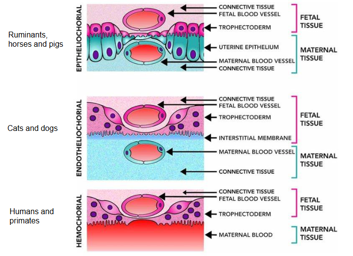 <p>humans - hemochorial</p><p>cats and dogs - endothelialchorial</p><p>ruminants - epithelialchorial</p><p>horses and pigs - epithelialchorial</p>