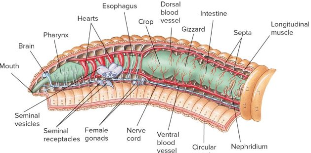 <p>Domain Eukarya</p><p>Phylum Annelida<br>Class - Oligochaeta<br>Genus: <em>Lumbricus </em>(Earthworm) </p>