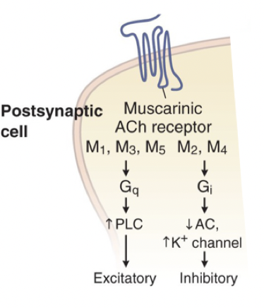 <p>De <strong>udda</strong> (M1, M3 och M5) stimulerar <strong>PLC</strong>.</p><p>De <strong>jämna</strong> (M2 och M4) inhiberar <strong>cAMP</strong>. </p>