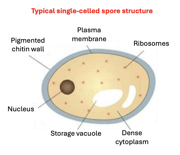 <p>T/F: Fungal spores differ from average somatic fungal cell such that asexual spores are diploid</p>