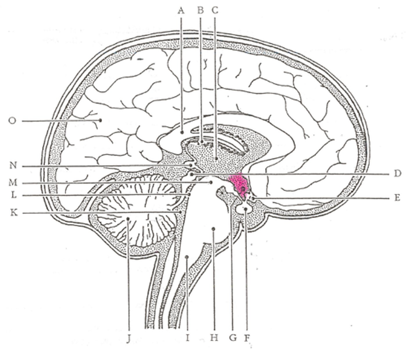 <p>A neural structure lying below the thalamus; it directs several maintenance activities (eating, drinking, body temperature), governs the pituitary gland</p>