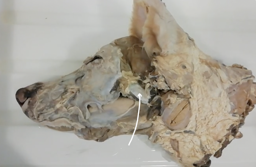 <p>Label the muscle of mastication present on this deep dissection of a canine head</p>