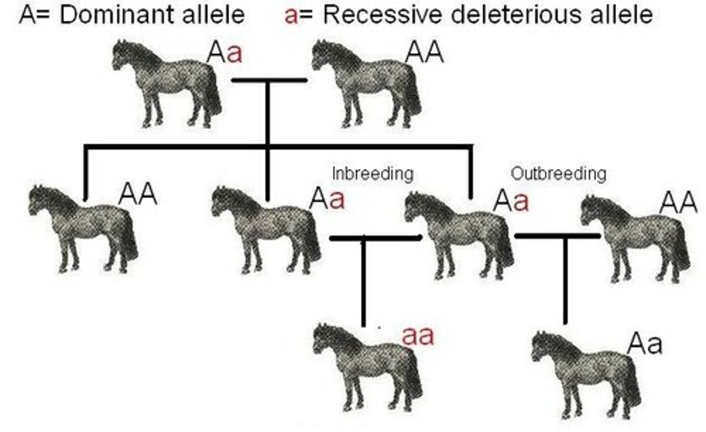 <p>outbreeding</p>