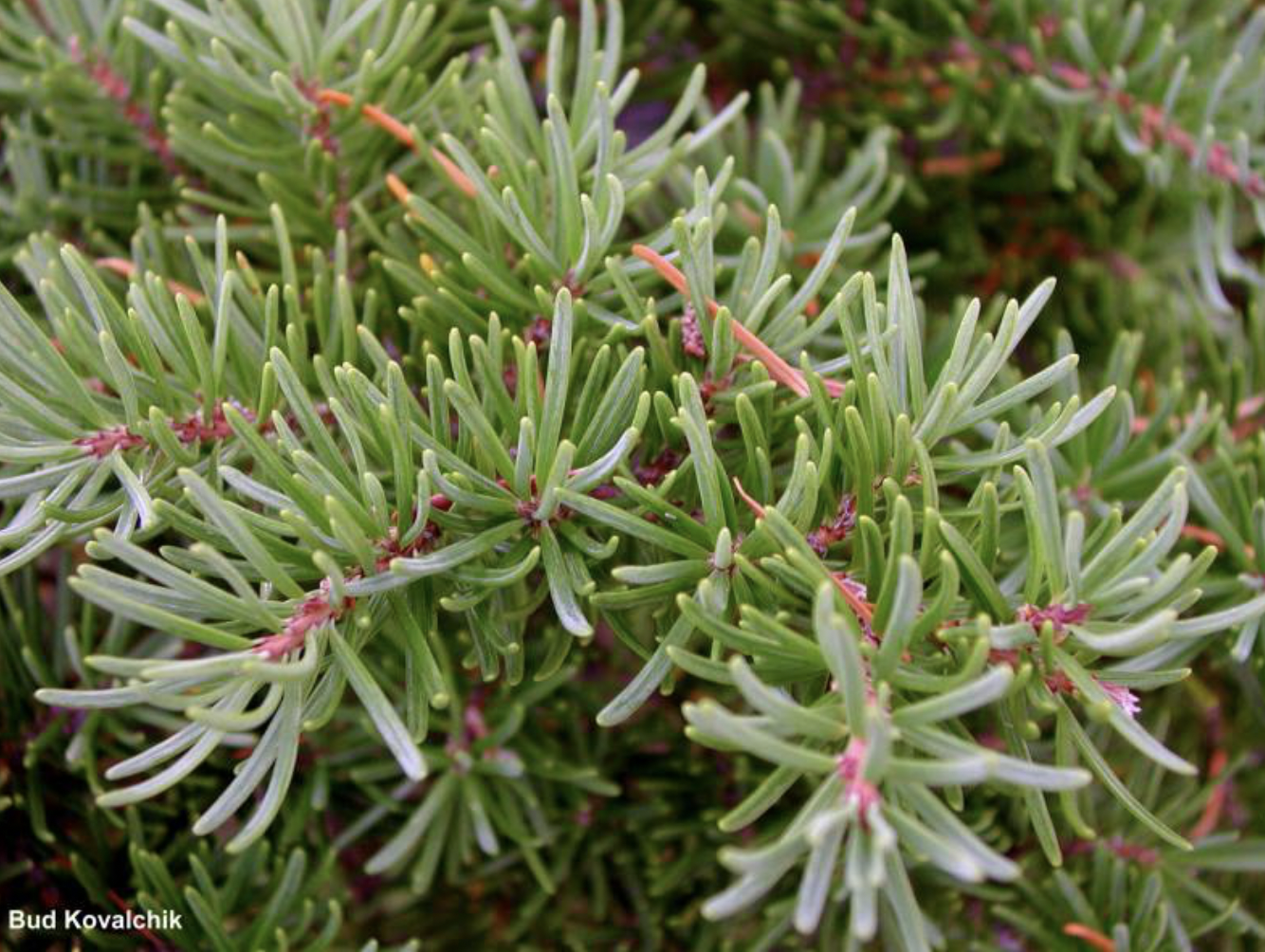 <p>identify by leaves</p>