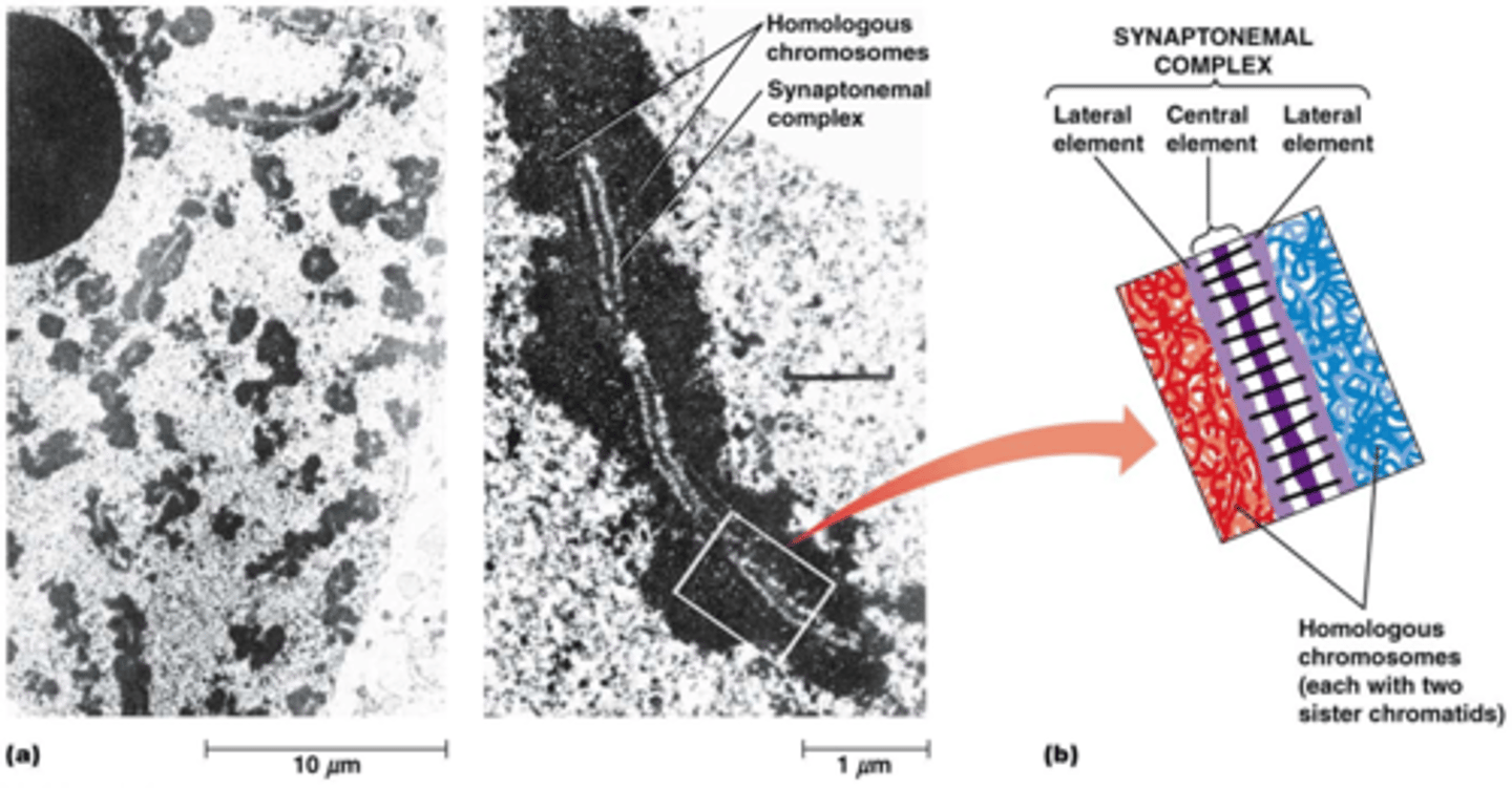 <p>de niet zusterchromatide zijn aan elkaar verbonden door het synoptemaal complex</p>