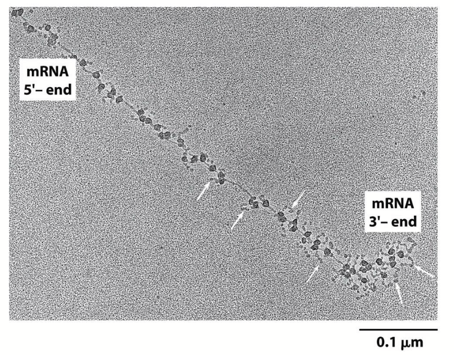 <p>Transcription occurs in the nucleus and the mRNA translation occurs in the cytoplasm. Because of this, mRNA generally lasts longer.</p>