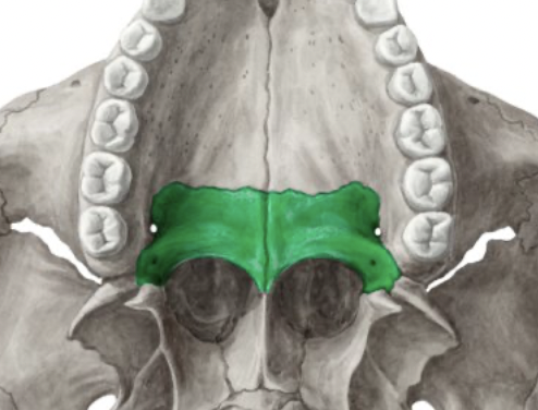 <ul><li><p>provide posterior ¼ of hard palate</p></li><li><p>horizontal plate</p></li><li><p>perpendicular plate: makes up posterior wall of nasal cavity</p></li></ul><p></p>