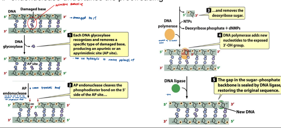 <p>• In eukaryotes, DNA poly B which has no proofreading ability, fills in the gap</p><p>• DNA poly B’s error rate is high enough to leave  10 new mutations uncorrected per day</p><p>• The AP endonuclease undertakes the proofreading</p>