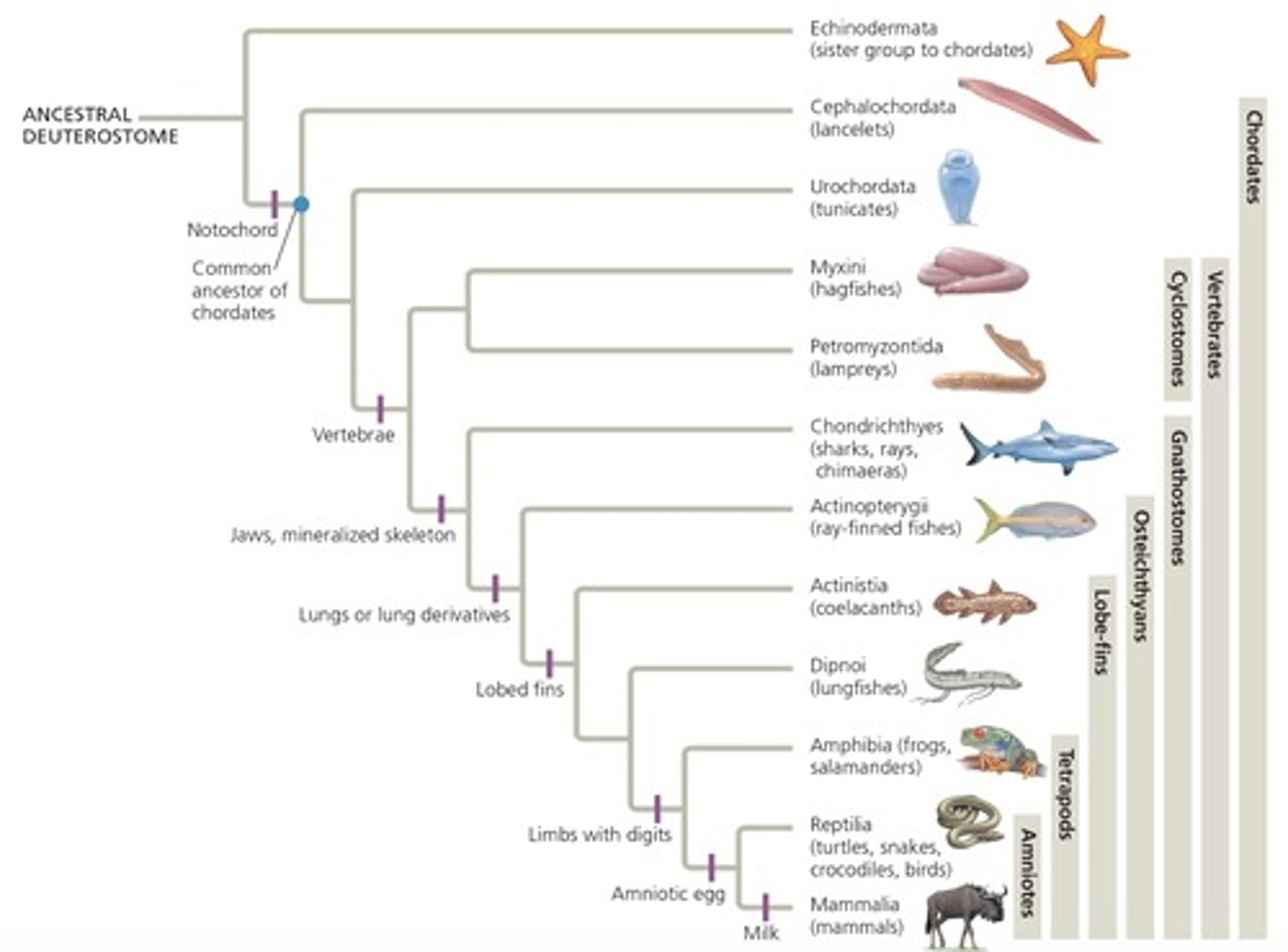 knowt flashcard image