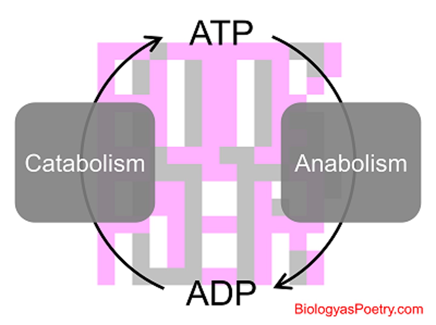 <p>energy coupling:</p><p>- spontaneous events is "coupled" non-spontaneous ones</p><p>- the energy released by one provides the fuel for the other</p><p>---&gt;&gt; hydrolysis of ATP + chemical work</p>