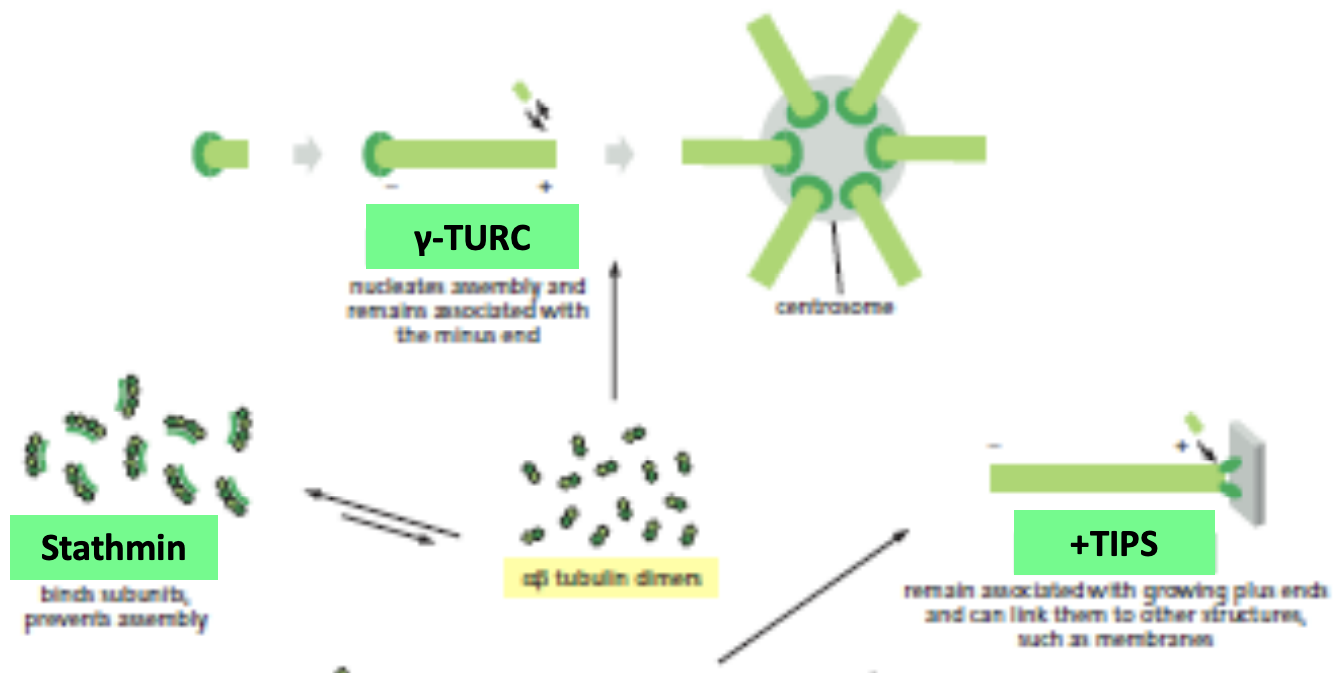 \
* Microtubule associated proteins (MAPs) control the assembly, disassembly, organization, and movement of microtubules
* y-TURC, +TIPS, Stathmin, Kinesin-13, Katanin, MAPs, Tau and MAP2, Plectin